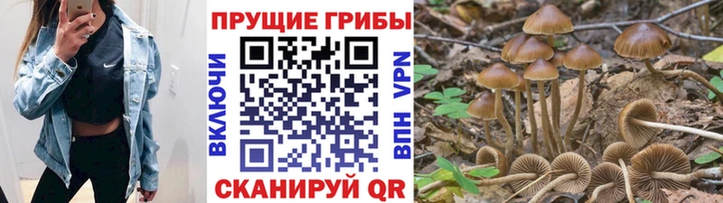 Псилоцибиновые грибы Psilocybe  Иланский 